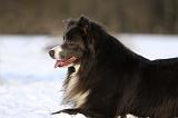 BORDER COLLIE 1181